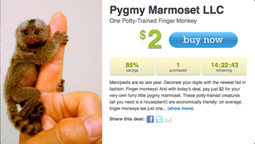 One Potty Trained Finger Monkey on LivingSocial's Deal Jungle One Potty Trained Finger Monkey on LivingSocial's Deal Jungle