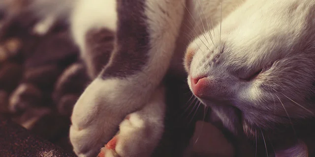 Go Ahead and Take That Extra Hour of Sleep