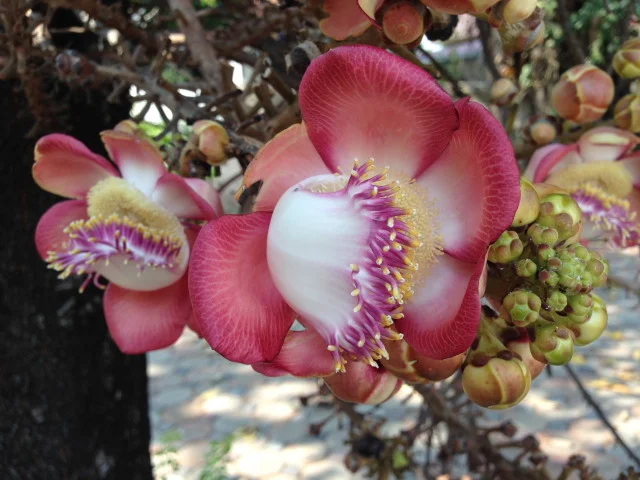 Chiang Mai flower