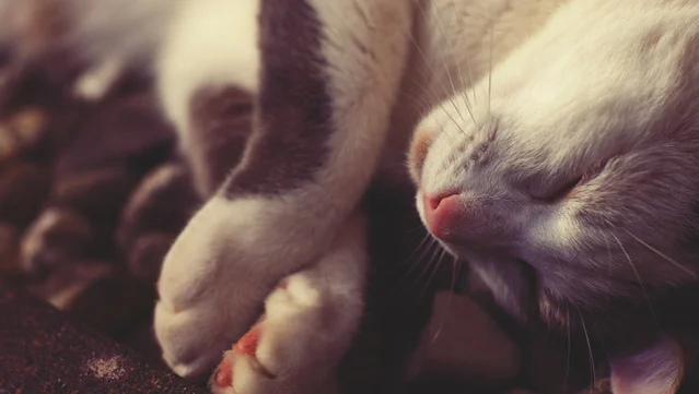 The Sleep Patterns of Successful People in Engineering, Politics, and Technology