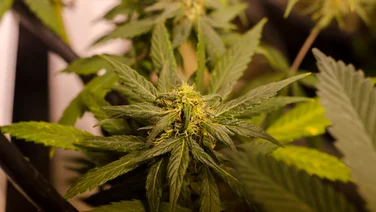 Nugg cannabis tech