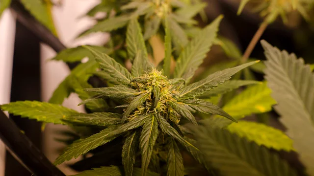 Nugg cannabis tech