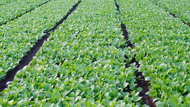 indoor agriculture
