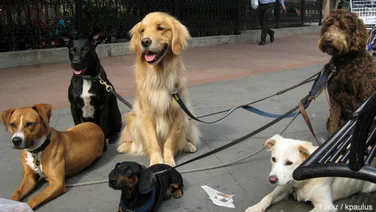 On-Demand Dog Walking App Wag! Raises $2.45M in Seed Round