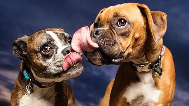 pet gadgets