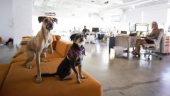 animal startups