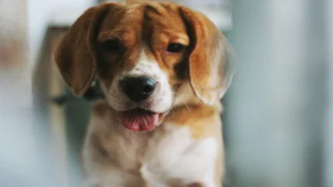 Dog Vision: This App Lets Me See How My Dog Sees the World