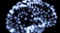 brain
