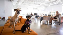 startup team