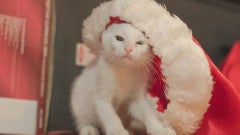 5 Ways to Prepare Your Online Business for Holiday Rush