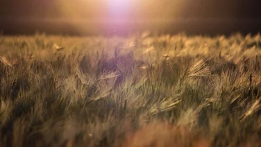 6 Awesome Eco Apps to Make 2016 Your Greenest Yet