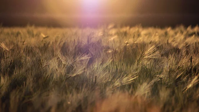 6 Awesome Eco Apps to Make 2016 Your Greenest Yet