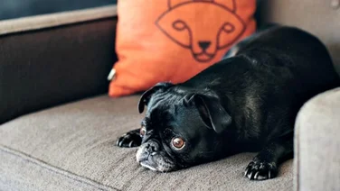 office pets