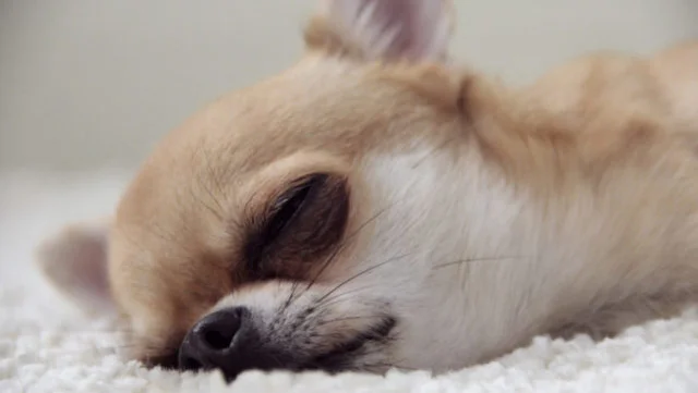 Study: Sleep Is an Indicator of Overall Health
