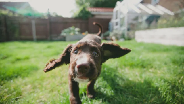 Pet Startups