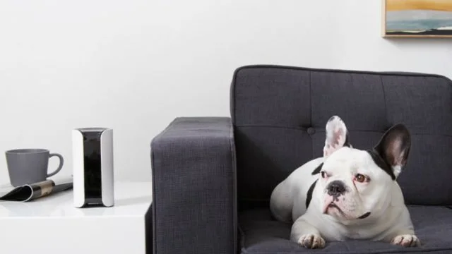 canary sideeye pet gadget