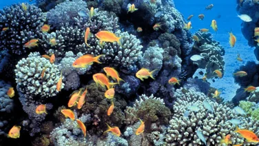 coral reefs