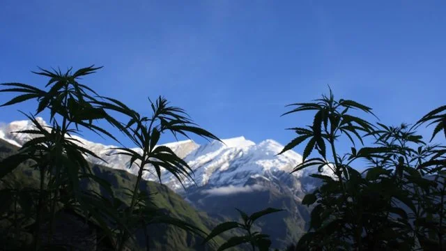 cannabis industry