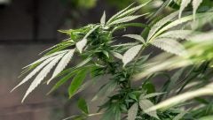 cannabis investments hemp