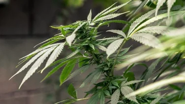 cannabis investments hemp