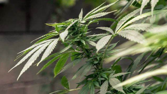 cannabis investments hemp