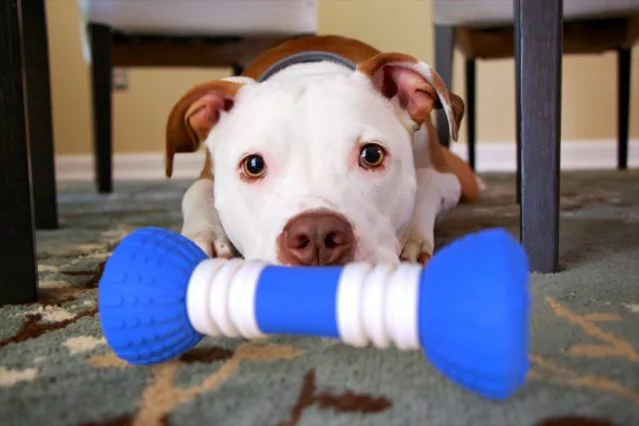 Pit Bull with GoBone