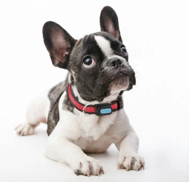 Poof Bean pet tracker