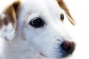 roadrunner pharmacy for dogs