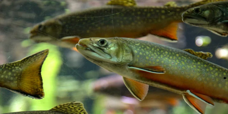 school of fish swimming