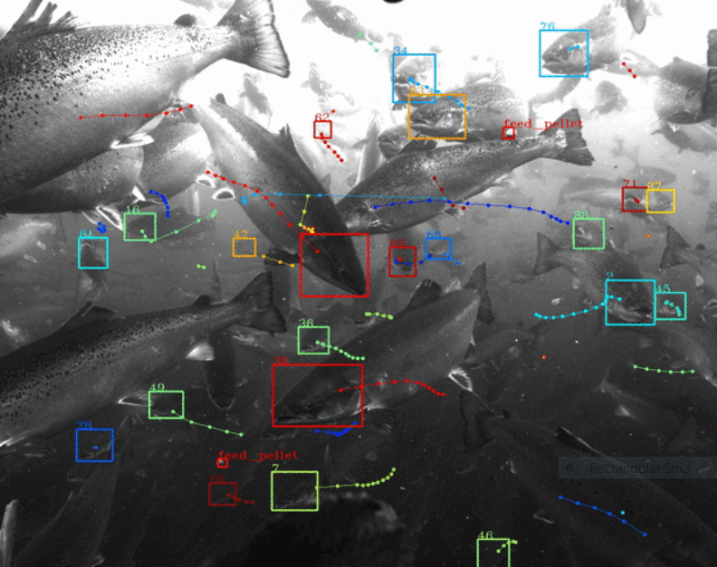 Google Tidal fish tracking