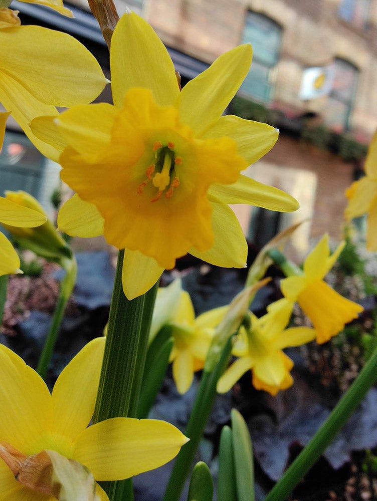 macro lens photo of flower