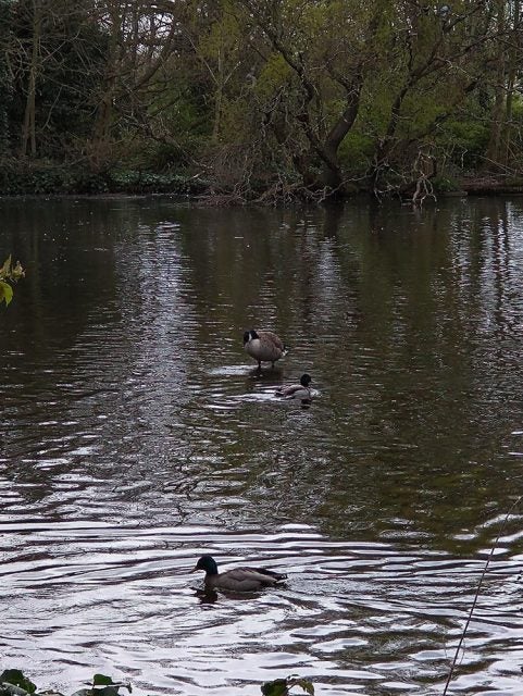 goose sitting in pond