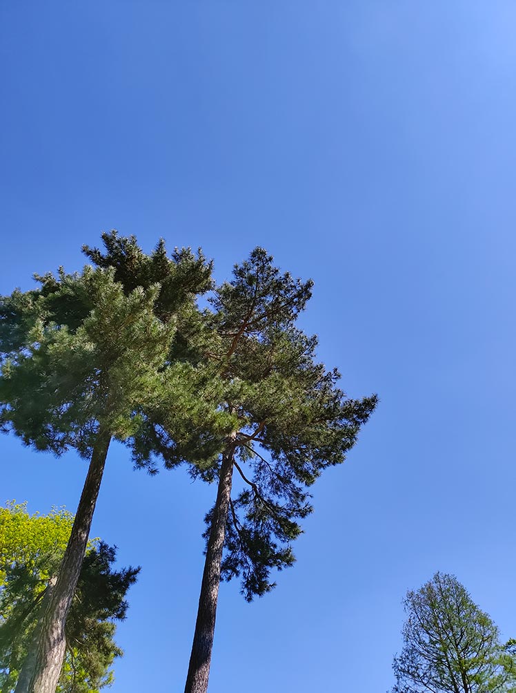 trees in front of blue sky shot by tcl 10 pro