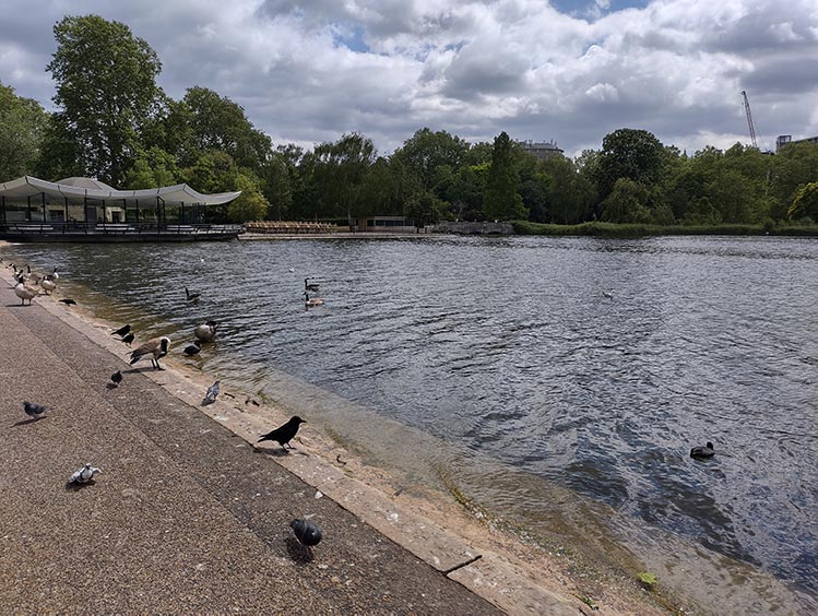 hyde park lake with ducks and pigeons