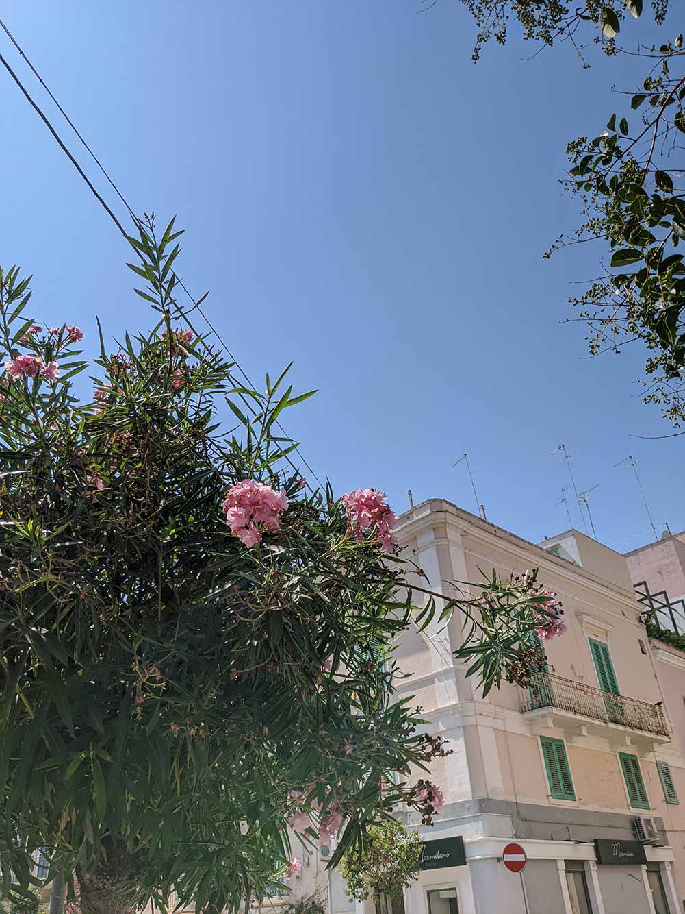 flowers on tree in italian street