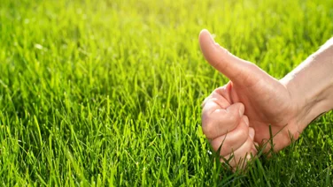 Thumbs up hand on a well kept lawn