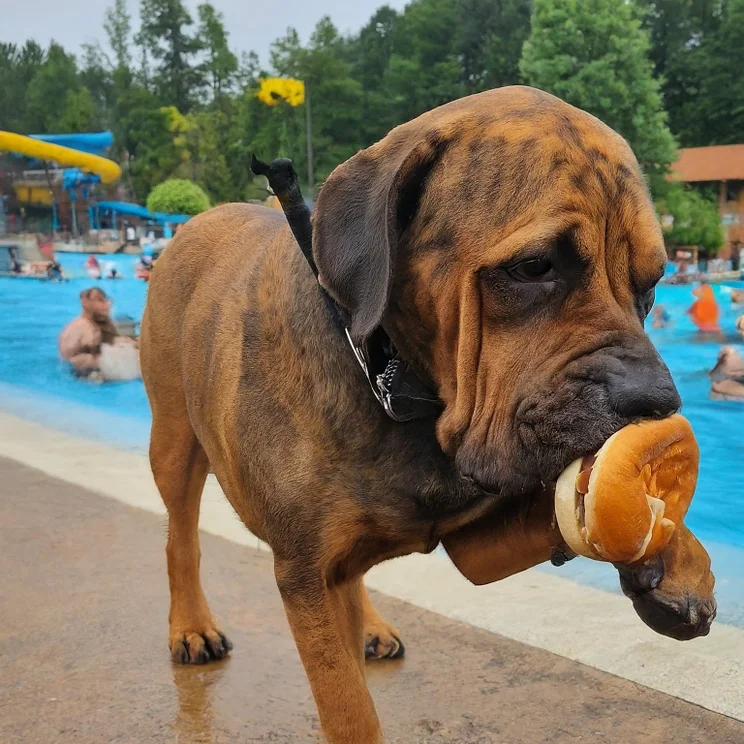 Image FX Dog Burger Park